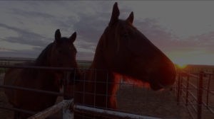 Horse ranch