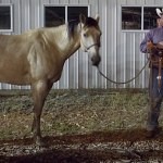 Top Horse - 2014 Panhandle Cowboy Classic Ranch Rodeo - WRCA