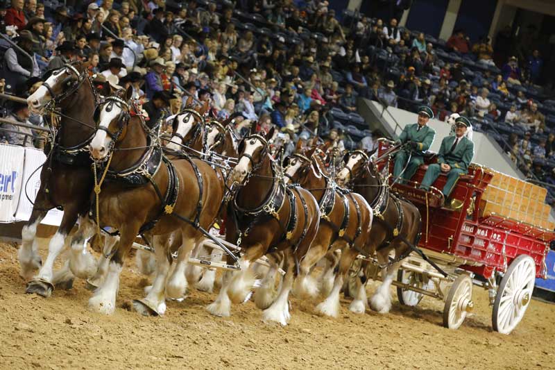 2512 – They’re back! To help celebrate the World Championship Ranch Rodeo’s 20th anniversary, the Budweiser Clydesdales are back in Amarillo!