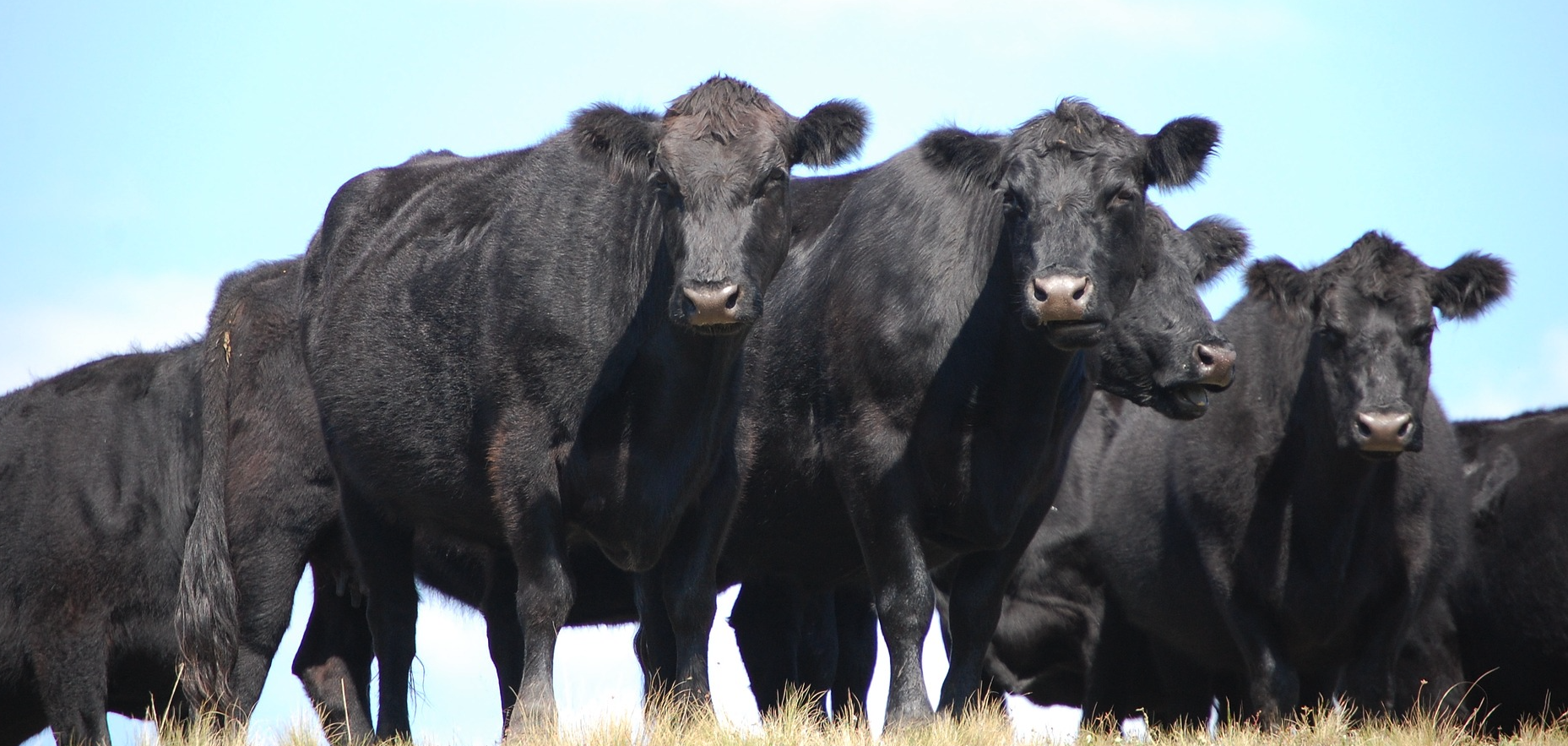 Cow Farts Let S Get Some Fact Straight Working Ranch