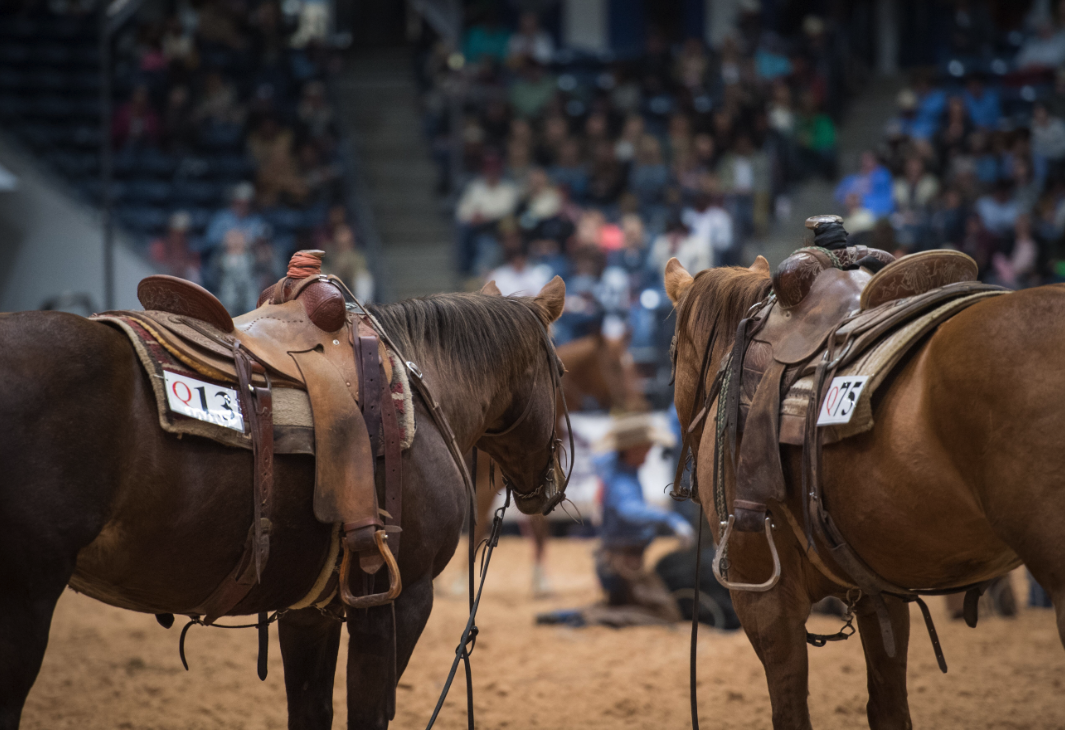 WRCA Invitational Ranch Gelding Sale at the World Championship Ranch Rodeo