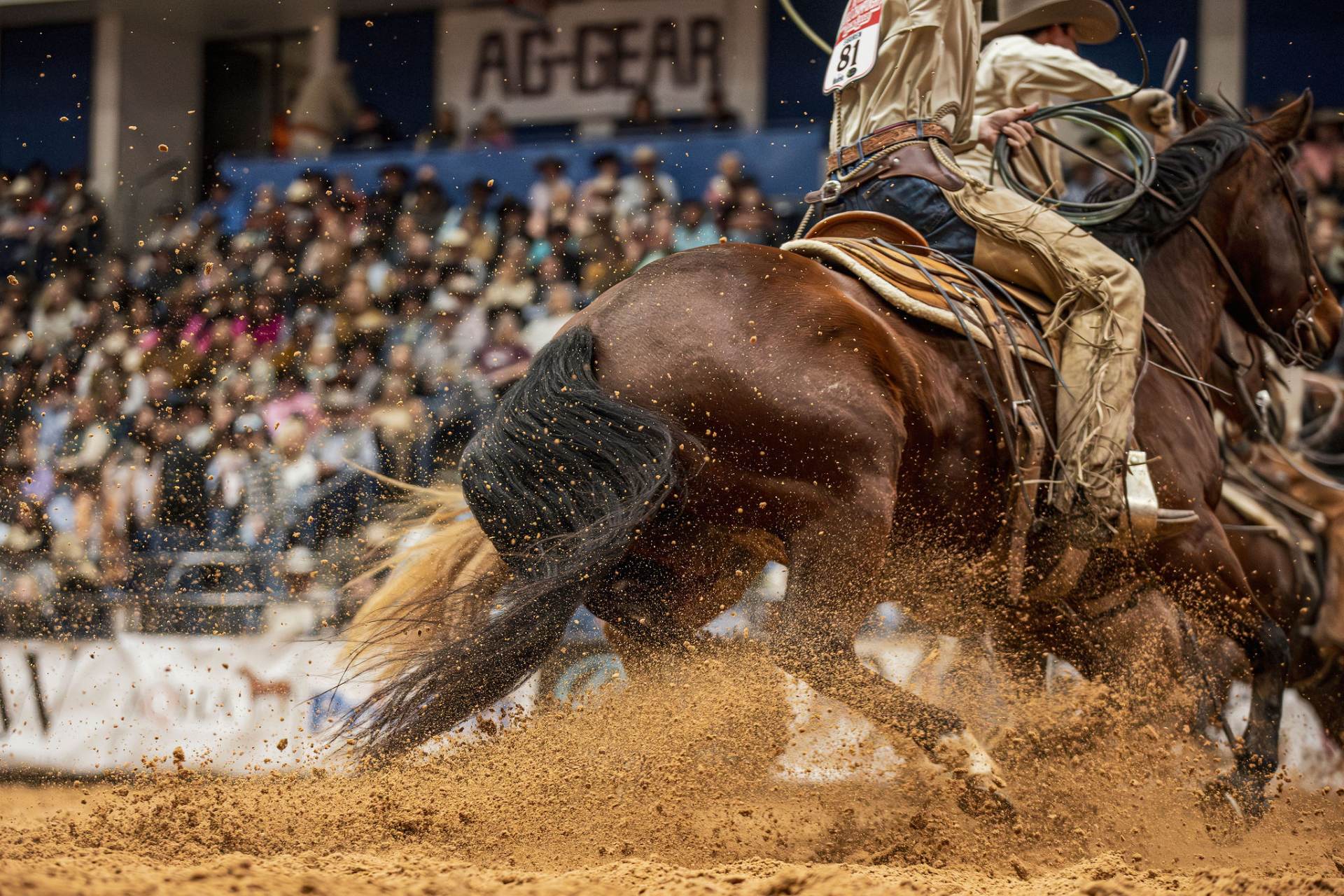 A cowboy carrying a coiled rope rides a bay horse through a spray of arena dirt in front of the crowd at the 2025 World Championship Ranch Rodeo.
